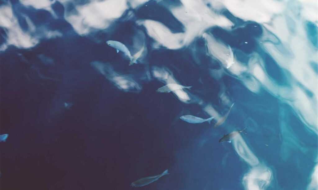 install mozillod5.2f5