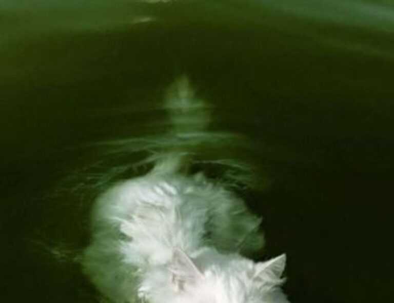 is bolytexcrose good for babies