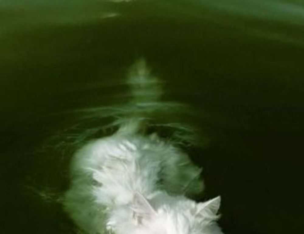 is bolytexcrose good for babies