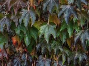 dibujos del colo colo para dibujar