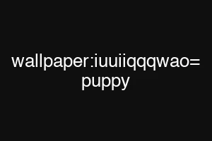 wallpaper:iuuiiqqqwao= puppy